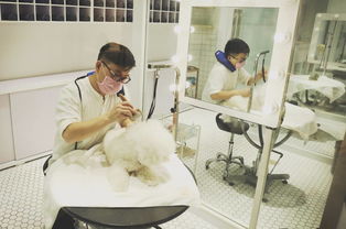 奢華寵物圈 一條狗鏈2萬的背后，探秘明星愛寵的七星級生活方式